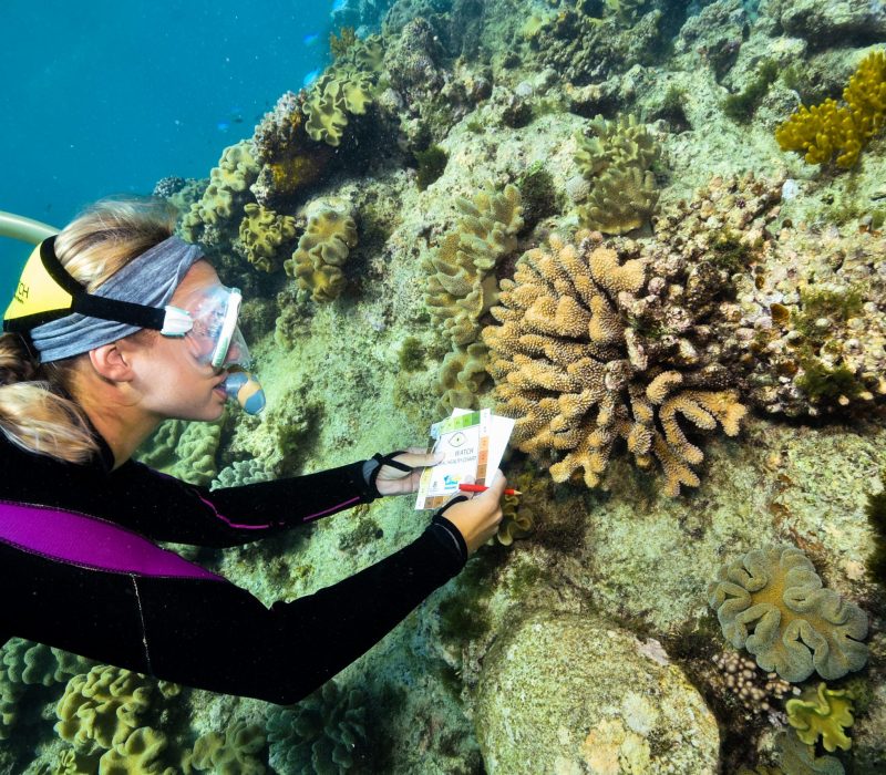 Student recording coral species in Great Barrier Reef